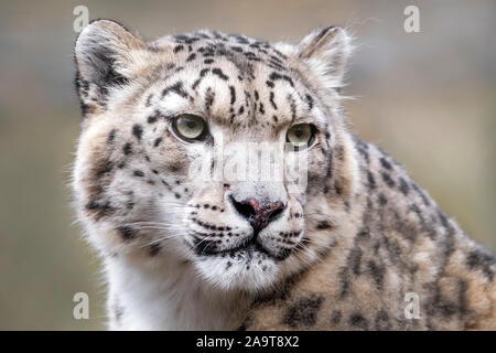 Femmina di snow leopard (close-up) Foto Stock