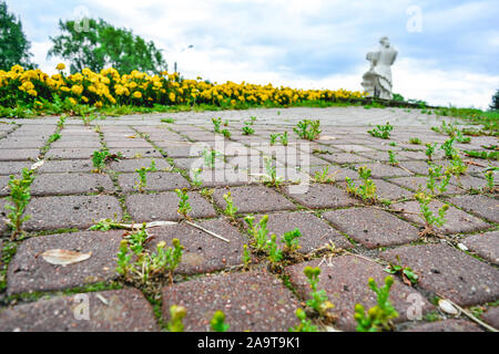 Prospettiva con bassa profondità di campo del vecchio cobblestone pavement nel parco della città. Erba selvatica e moss crescere tra i piccoli quadrati di piastrelle in ciottoli di o Foto Stock