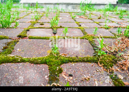 Prospettiva con bassa profondità di campo del vecchio cobblestone pavement nel parco della città. Erba selvatica e moss crescere tra i piccoli quadrati di piastrelle in ciottoli di o Foto Stock