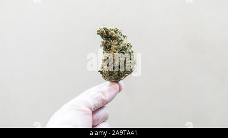 Controllo della qualità delle gemme di marijuana nel maschio mano. Controllo di qualità di marijuana medica in America Foto Stock