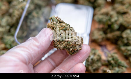 Controllo della qualità delle gemme di marijuana nel maschio mano. Controllo di qualità di marijuana medica in America Foto Stock