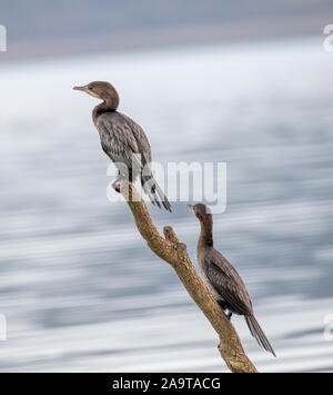 Un pigmeo cormorano (Phalacrocorax pygmeus) una specie in via di estinzione seduto su un ramo Foto Stock