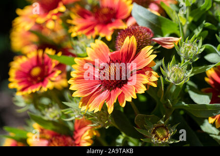 Scenic fioritura( Gaillardia gaillardia pulchella) in macro Foto Stock