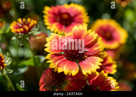 Scenic fioritura( Gaillardia gaillardia pulchella) in macro Foto Stock