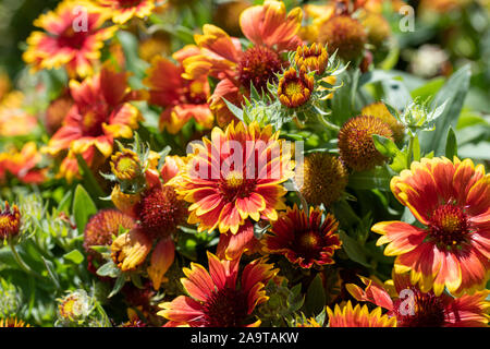 Scenic fioritura( Gaillardia gaillardia pulchella) in macro Foto Stock
