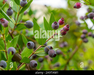 Mature di colore blu-nero bacche sui rami di arbusto sempreverde mirto. Foto Stock