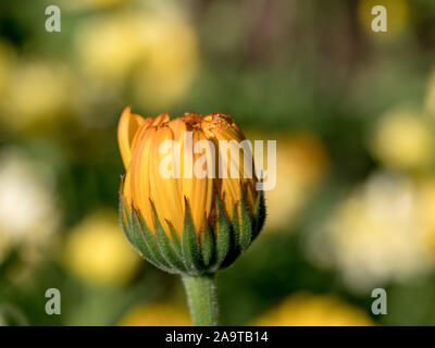 Fiore giallo girasole daisy stile con foglie verdi su sfondo sfocato - immagine macro Foto Stock