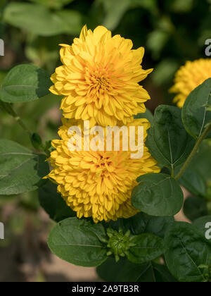 Comune (zinnia Zinnia violacea syn. Zinnia elegans) nel giardino rurale Chiudi vista Foto Stock