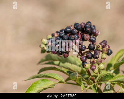 Lâ Elderflower o Sambucus nigra in piena fioritura in primavera.Il fuoco selettivo. Foto Stock