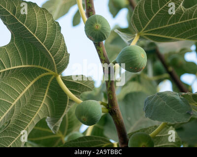 La figura maturi frutti sul ramo di albero, verde fichi sul fico in una giornata di sole Foto Stock