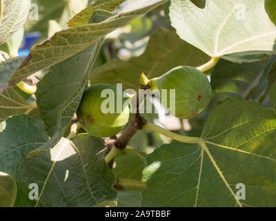 La figura maturi frutti sul ramo di albero, verde fichi sul fico in una giornata di sole Foto Stock