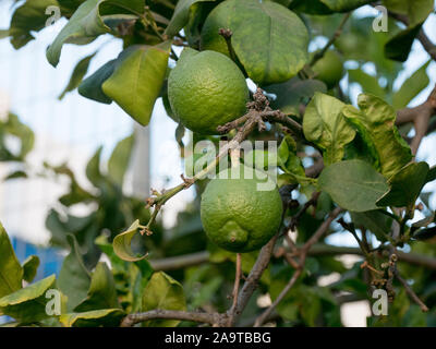 Close up frutto di calce verde Lime Tree appesi ai rami di esso Foto Stock