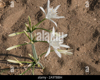 Pancratium maritimum, o sea daffodil, pianta bulbosa della regione del Mediterraneo e Mar Nero con sonda campionatrice Amaryllis, Crinum borer, Lily borer o Kew un Foto Stock