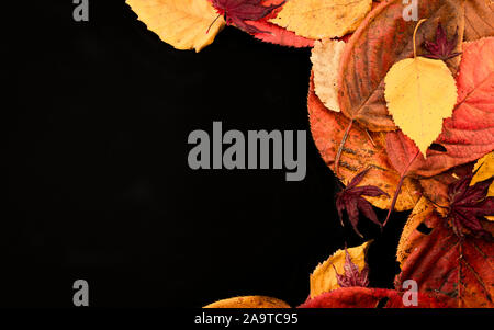 Misto di foglie di autunno su sfondo nero Foto Stock