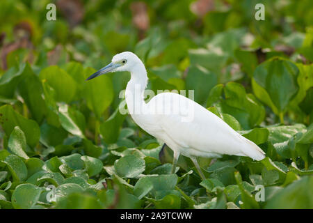 Bambino piccolo airone cenerino (Egretta caerulea) PARCO NAZIONALE DI TORTUGUERO, Costa Rica Foto Stock