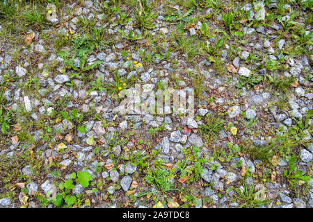 La tessitura di terra con piccole pietre di granito e crescere l'erba verde. Macerie di erba e piante e fiori sul terreno Foto Stock
