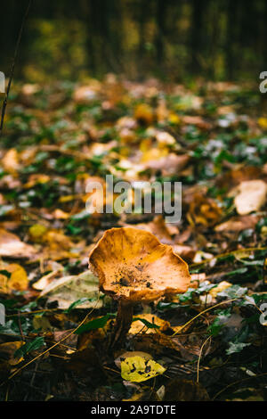 Tre i funghi in una foresta in una giornata autunnale Foto Stock