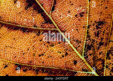 Close-up di un caduto autumn leaf (fioritura ciliegio) retroilluminato per rivelare le venature e i colori. Foto Stock