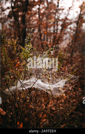 Spider Web su rami in una foresta su una giornata autunnale Foto Stock