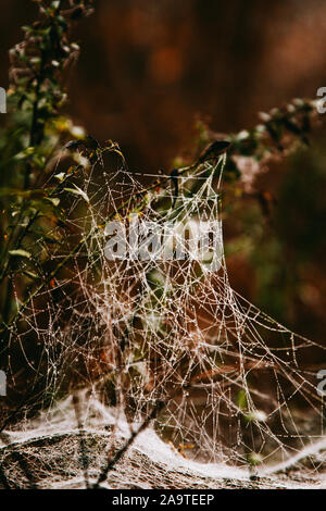 Spider Web su rami in una foresta su una giornata autunnale Foto Stock