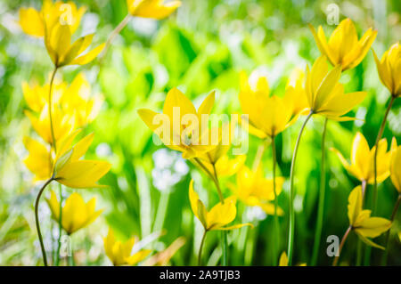 Molla con sfondo bellissimi tulipani gialli su sfondo blured Foto Stock