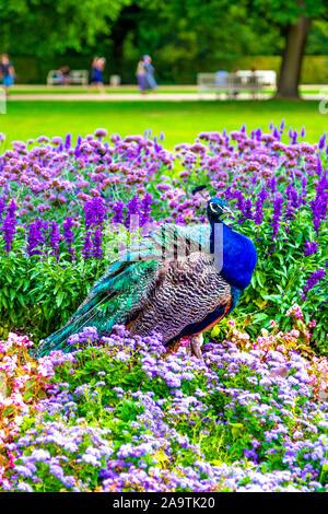 Bella peacock in un colorato aiuola presso il Royal Terme (Parco Lazienki Krolewskie), Varsavia, Polonia Foto Stock
