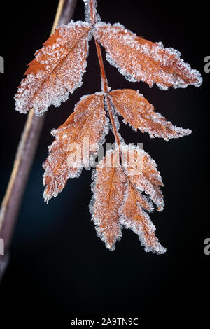 Giallo Foglie di autunno ricoperta di brina mattutina su uno sfondo scuro. Foto Stock