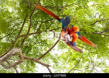 Mittelamerika, Costa Rica, Hellroter Ara, Ara macao, Akaranga, Foto Stock