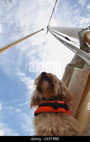 Un simpatico cane cockapoo (capelli lunghi, albicocca marrone sabbia coat) indossare un giubbotto di salvataggio sembra fino al montante di un tradizionale in legno yacht a vela. Blue clo Foto Stock