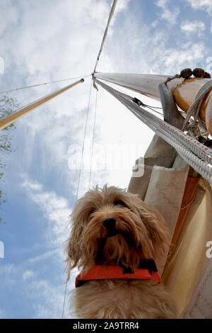 Un simpatico cane cockapoo abbassa lo sguardo verso la telecamera, sotto il montante di un tradizionale in legno yacht a vela. Cane è capelli lunghi, albicocca (marrone sabbia) indossa Foto Stock