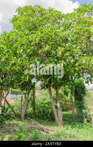 Morinda citrifolia Foto Stock