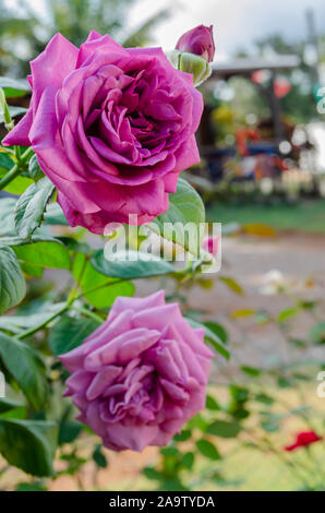 Rosa Viola Ibrida Foto Stock