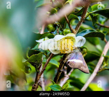 Butterfly su tea flowwer , di acquisizione di foto da tea garden. Foto Stock