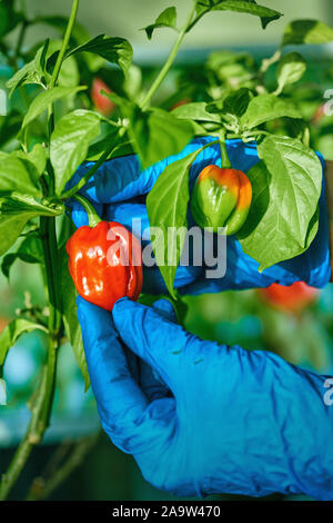 Habanero impianto dotato di fresco, mature habanero peperoni, pronto per il prelievo. Foto Stock