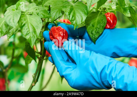 Habanero impianto dotato di fresco, mature habanero peperoni, pronto per il prelievo. Foto Stock