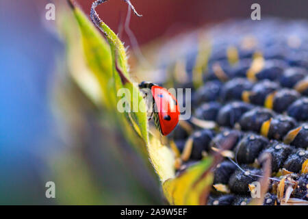 Macro di ladybug su una lama di erba del sole al mattino Foto Stock