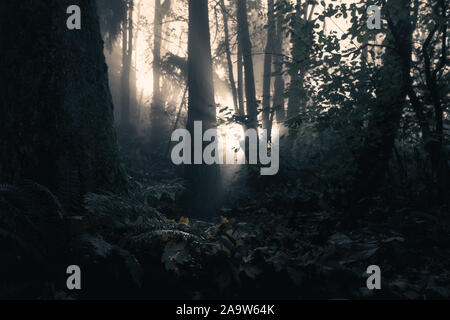 Luce Eterea Del Mattino Pierces Attraverso Misty Autunno Foresta Foto Stock