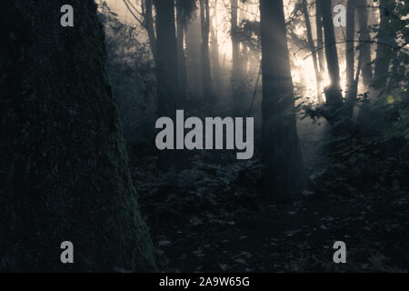 Luce Eterea Del Mattino Pierces Attraverso Misty Autunno Foresta Foto Stock