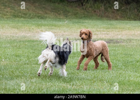 Petaluma, CALIFORNIA, STATI UNITI D'AMERICA 14 Novembre, 2019. Due cani giocando in un parco della città durante la stagione autunnale. Un Labradoodle sulla destra e un Husky-Shepherd Foto Stock