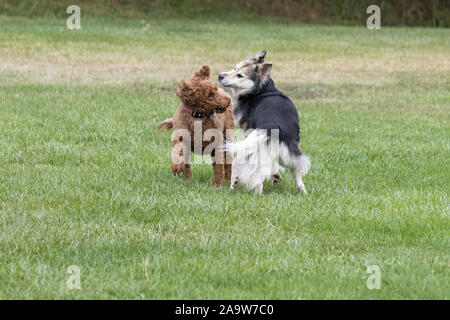 Petaluma, CALIFORNIA, STATI UNITI D'AMERICA 14 Novembre, 2019. Due cani giocando in un parco della città durante la stagione autunnale. Un Labradoodle sulla sinistra e un Husky-Shepherd Foto Stock