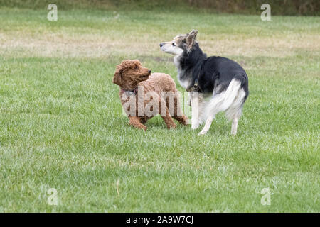 Petaluma, CALIFORNIA, STATI UNITI D'AMERICA 14 Novembre, 2019. Due cani giocando in un parco della città durante la stagione autunnale. Un Labradoodle sulla sinistra e un Husky-Shepherd Foto Stock