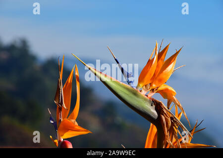 Uccello del Paradiso sul Big Sur Coast Foto Stock