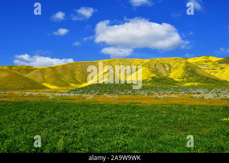 California fiori selvatici Foto Stock