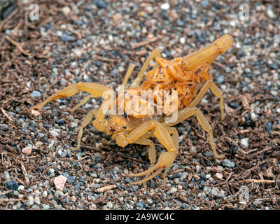 Femmina di corteccia di Arizona scorpion, Centruroides sculpturatus, trasportare neonati sul retro, sulla sabbia, vista di 3/4 Foto Stock