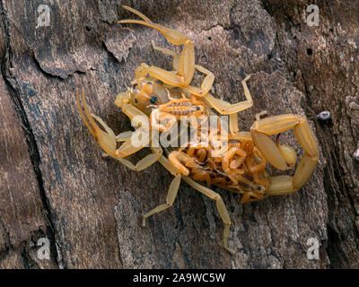 Femmina di corteccia di Arizona scorpion, Centruroides sculpturatus, trasportare neonati sul retro, verticale, sulla corteccia, vista posteriore Foto Stock