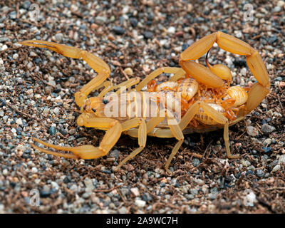 Femmina di corteccia di Arizona scorpion, Centruroides sculpturatus, trasportare neonati sul retro, sulla sabbia, vista laterale. Nativo di southwest USA & northwestern Messico Foto Stock