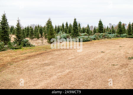 Valle Verde Christmas tree farm ottenere pronto ad inviare gli alberi di Natale da Mosinee, Wisconsin, USA il 11/01/2019 Foto Stock