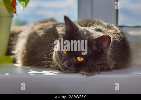 Gatto grigio gatto Nebelung è sdraiato sul davanzale di casa. Foto Stock