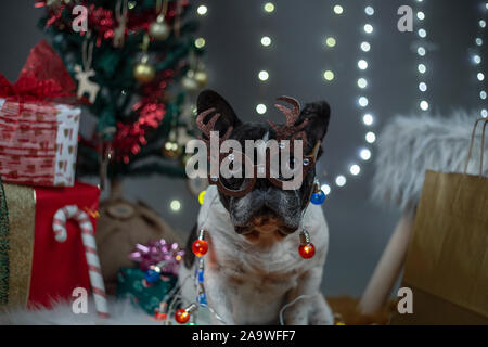 Cane con occhiali con corna di renne e luci attorno al corpo tra regali e albero di Natale. Riprese. Simbolo del Natale e il nuovo anno 2020. C Foto Stock