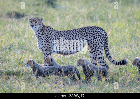 Sud-est africana di ghepardo (Acinonyx jubatus jubatus) con 4 di 7 cuccioli in Kenya il Masai Mara Foto Stock